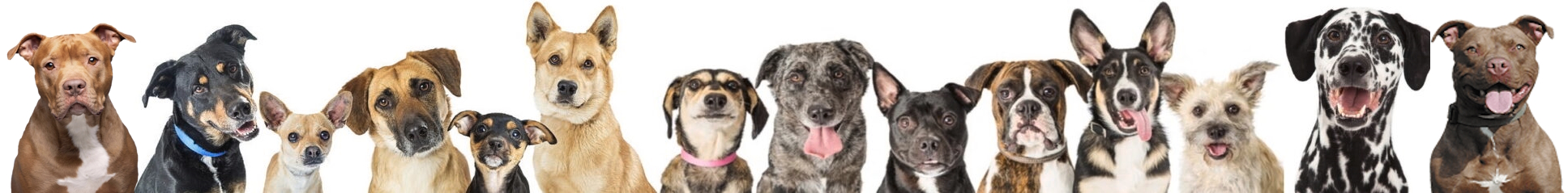 dogs-banner dogs-banner